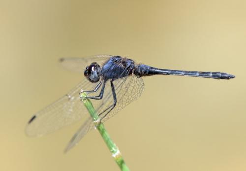 Trithemis festiva